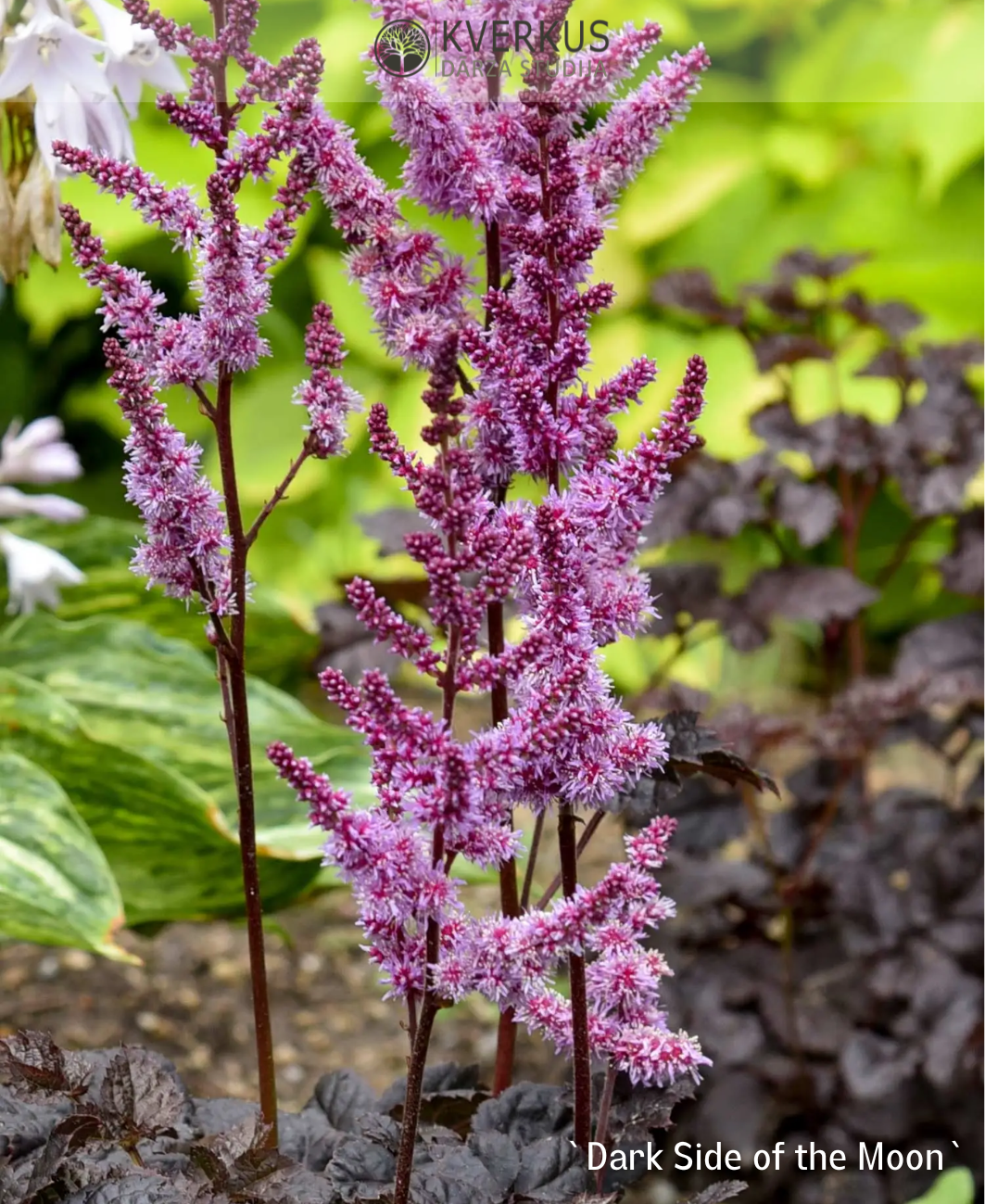 Astilbe Ķīnas "Dark Side of the Moon"
