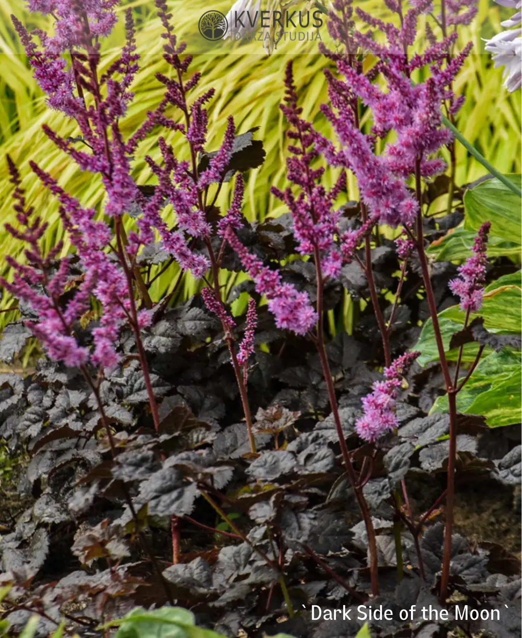 Astilbe Ķīnas "Dark Side of the Moon"