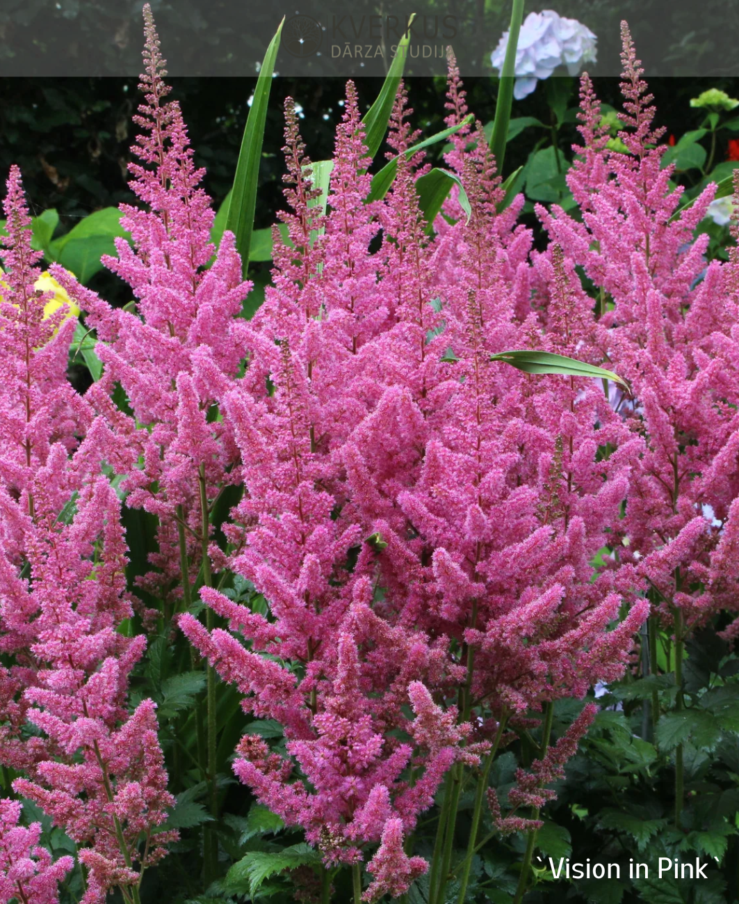 Astilbe Ķīnas "Vision in Pink"