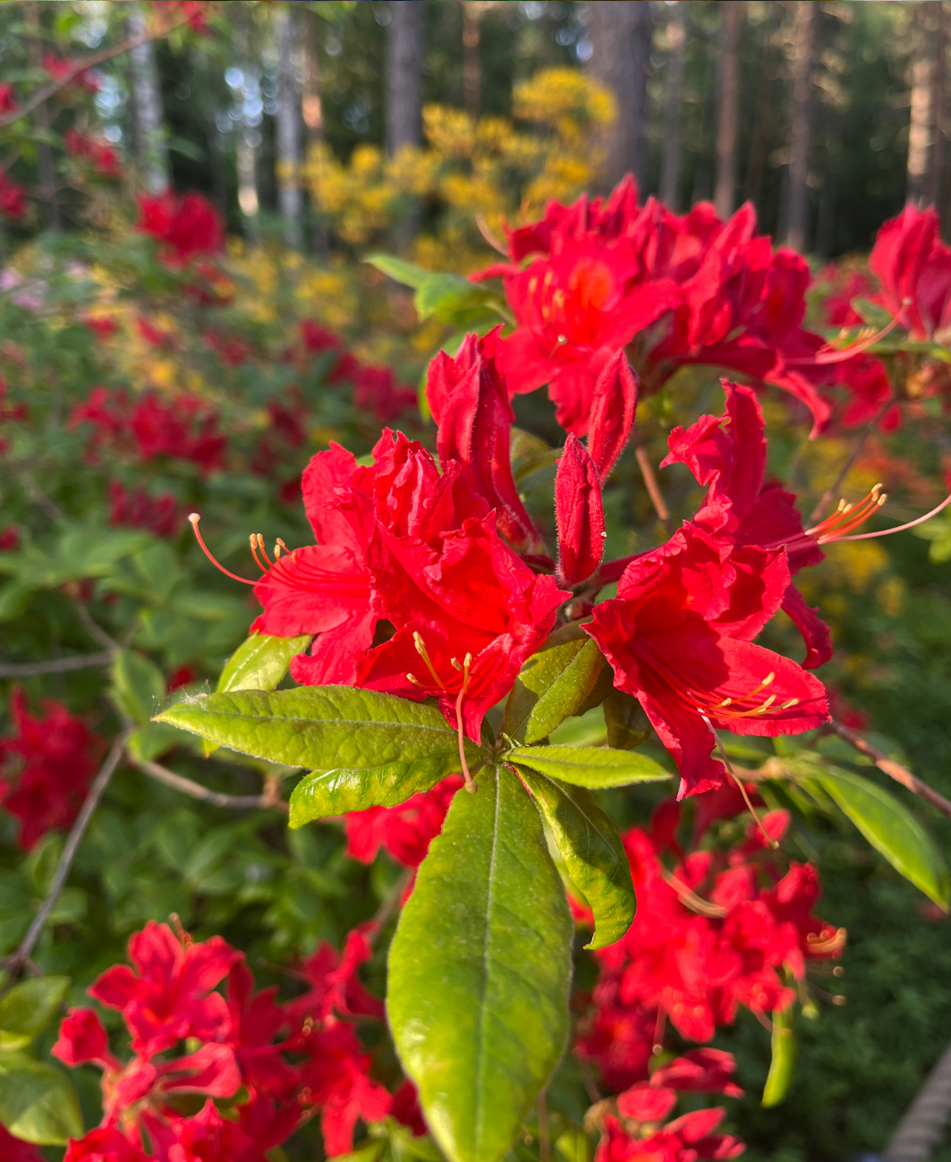 Mēslojums rododendriem/ hortenzijām NPK+(S) 12-5-10+(36)