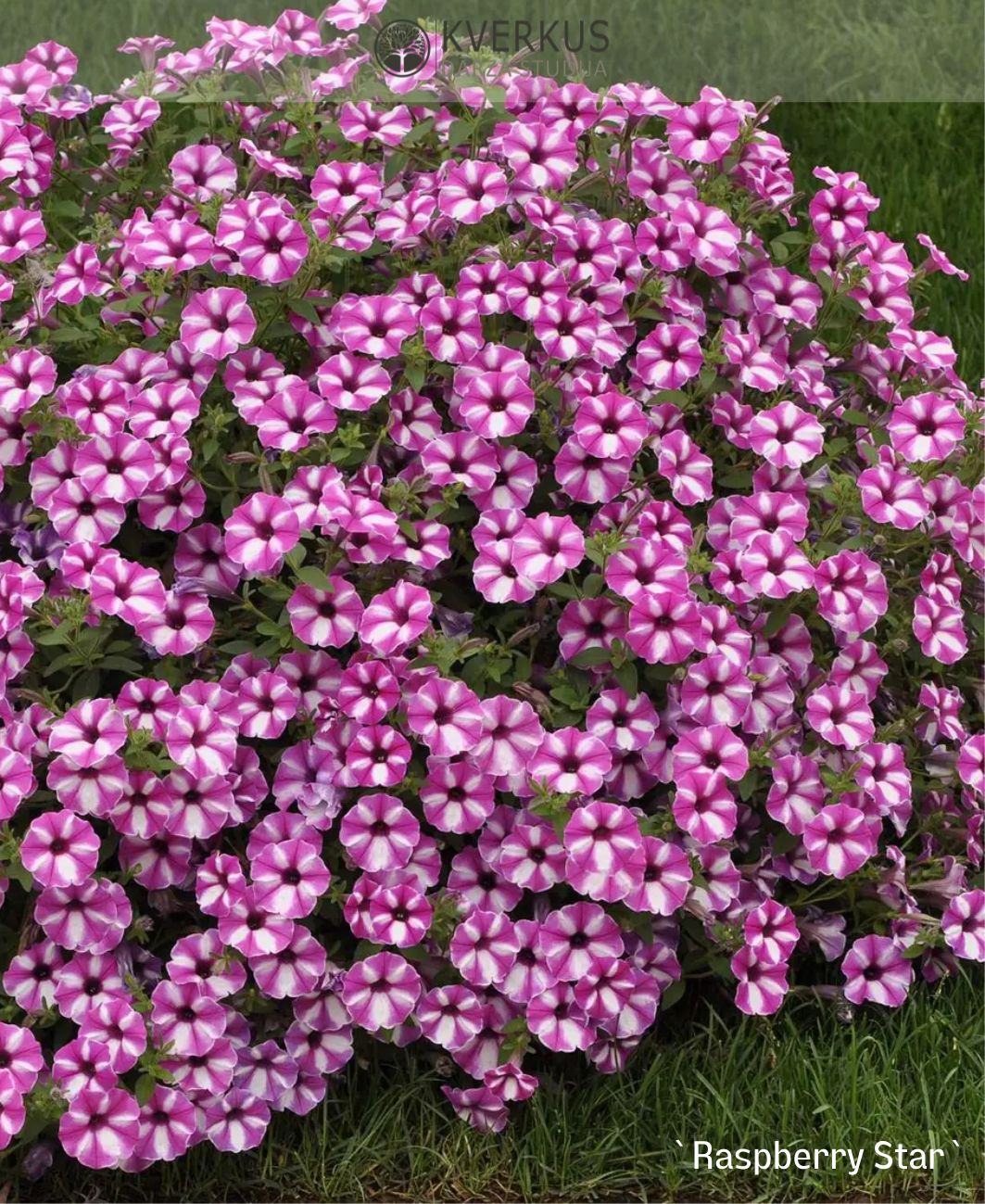 Petūnija VISTA `RASPBERRY STAR` (12 cm podiņā)