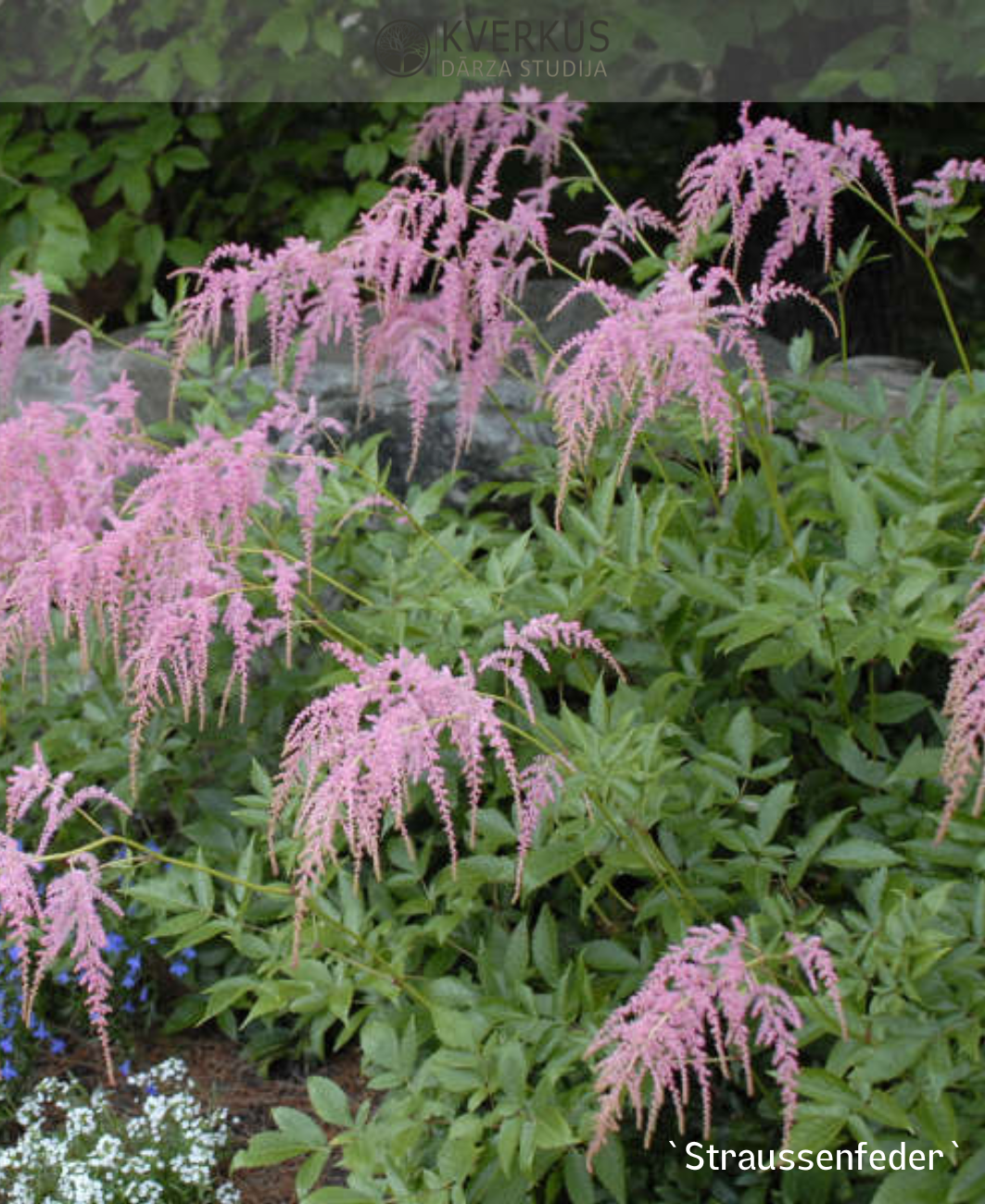 Astilbe Tunberga "Straussenfeder"