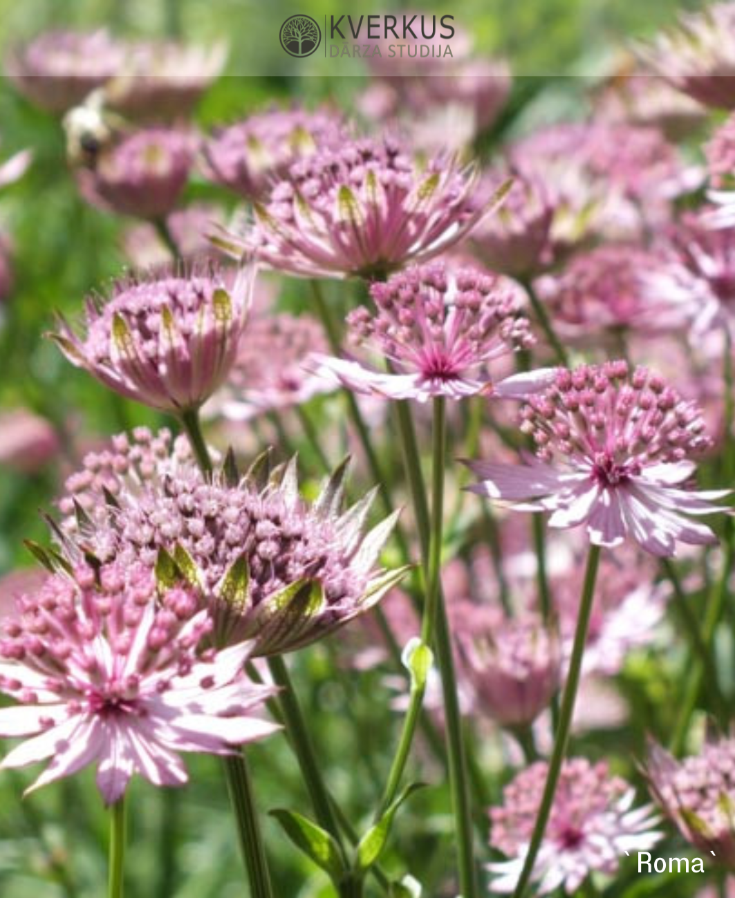 Astrancija (lielā zvaigznīte) `Roma`