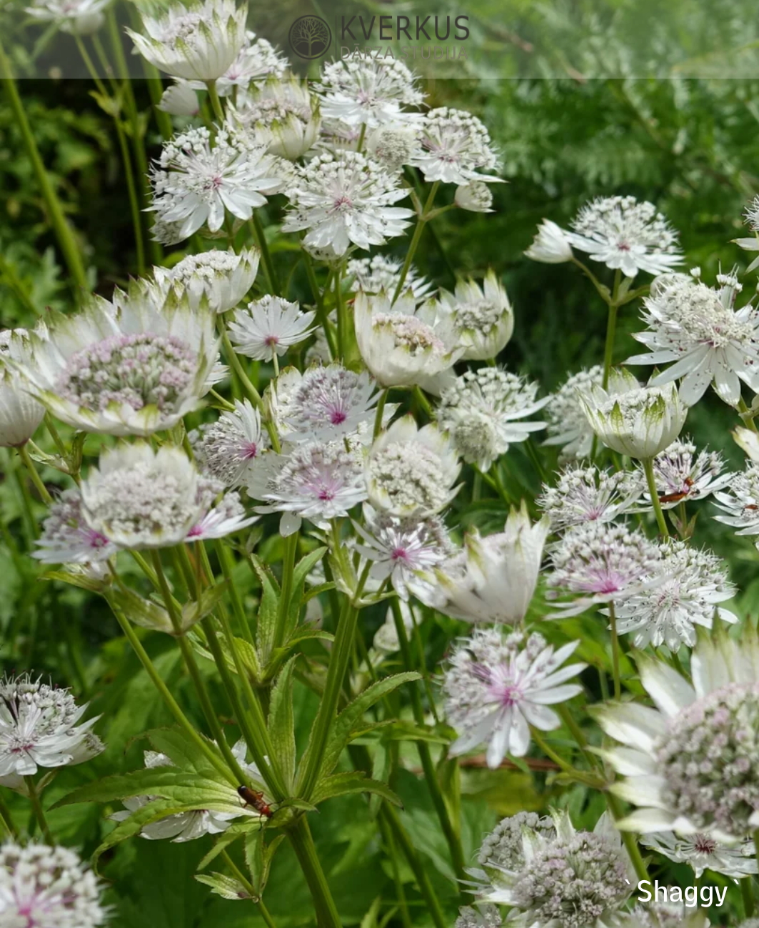 Astrancija (lielā zvaigznīte) `Shaggy`