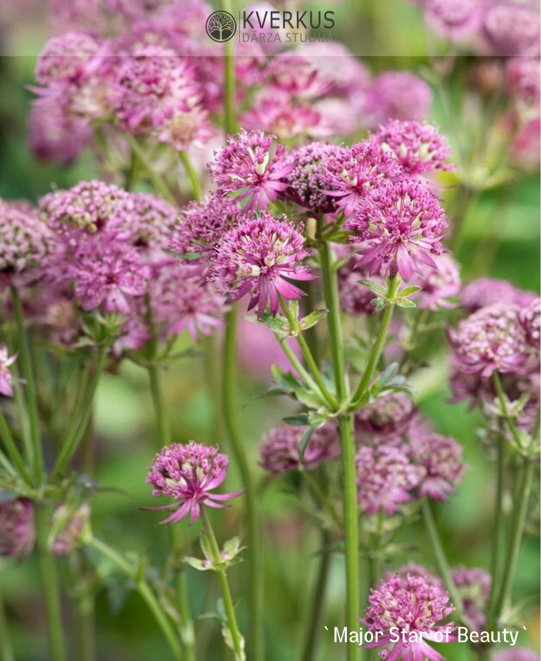 Astrancija (lielā zvaigznīte) `Star of Beauty`