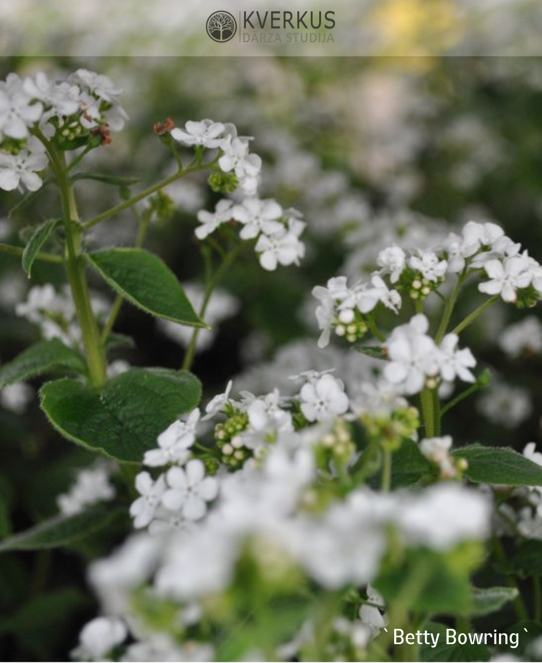 Brunnera liellapu `Betty Bowring`