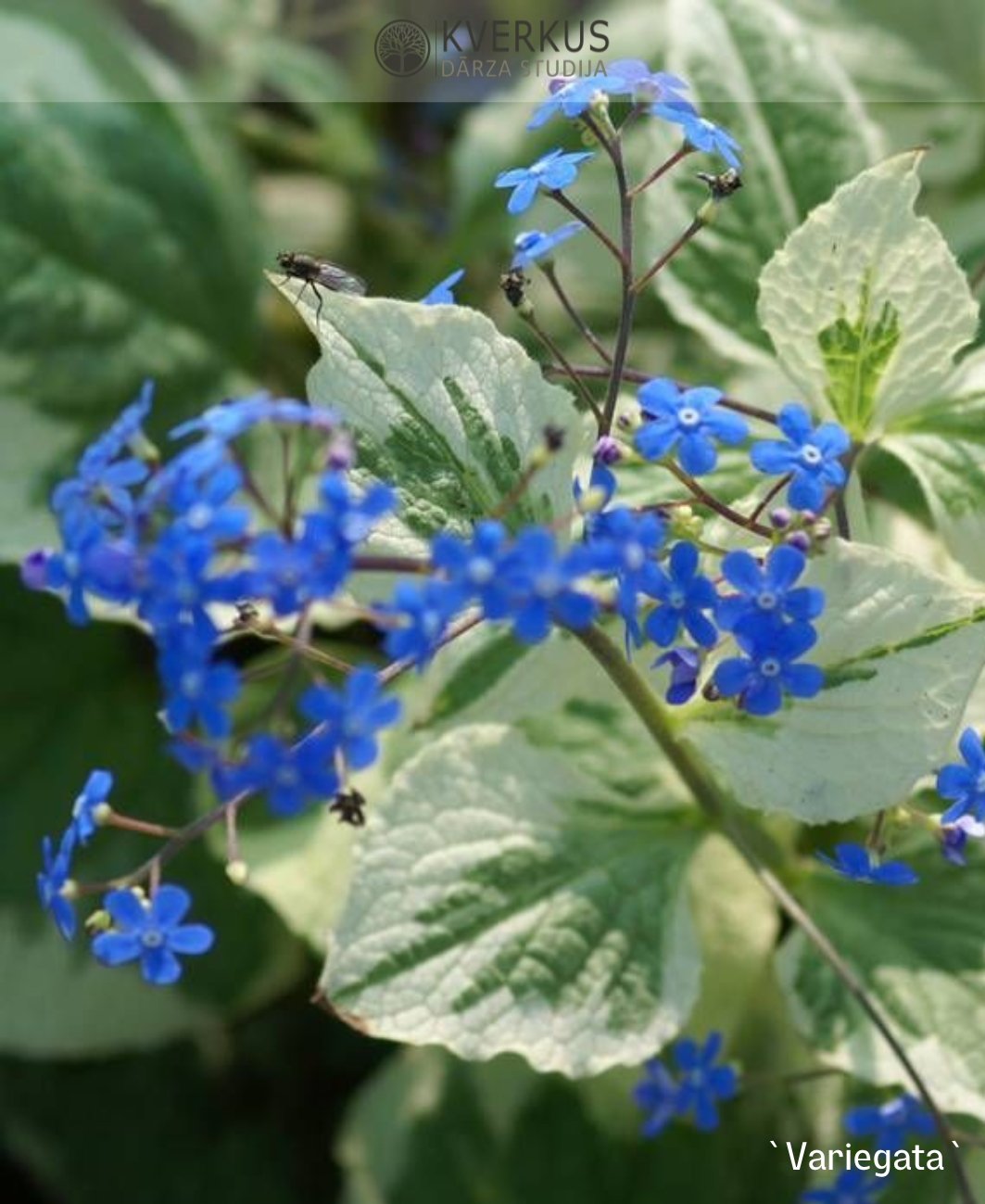 Brunnera liellapu `Variegata`