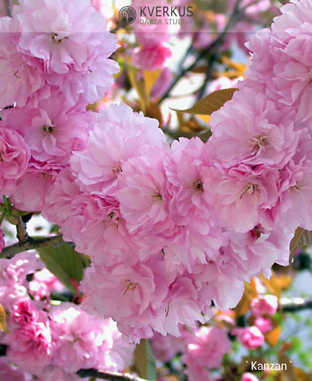 Sakura "Kanzan"