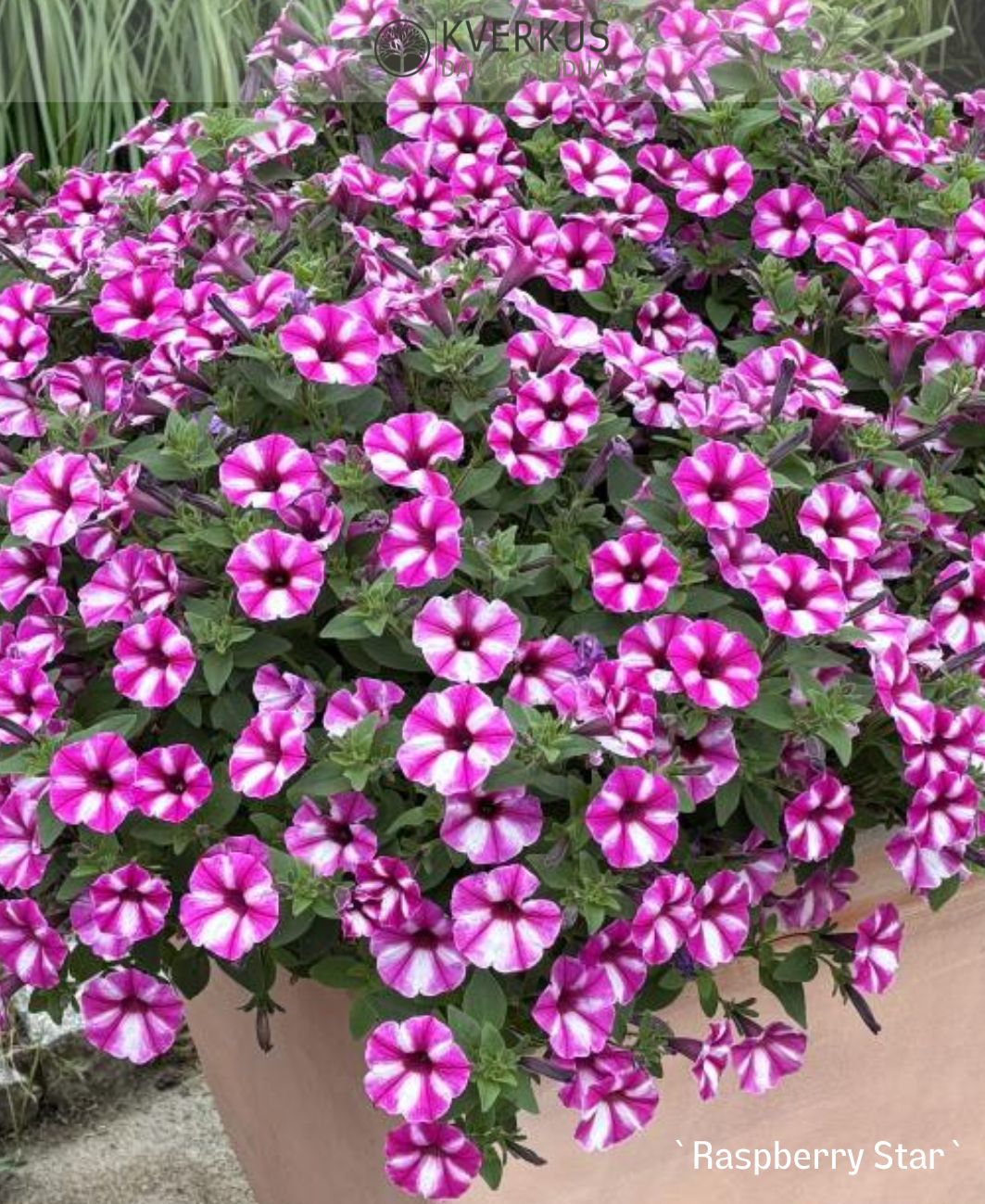 Petūnija VISTA `RASPBERRY STAR` (12 cm podiņā)