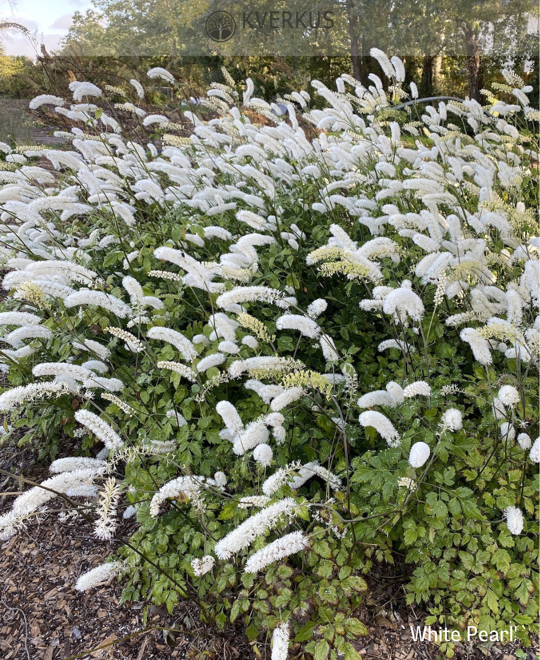 Sudrabsvece vienkāršā `White Pearl`