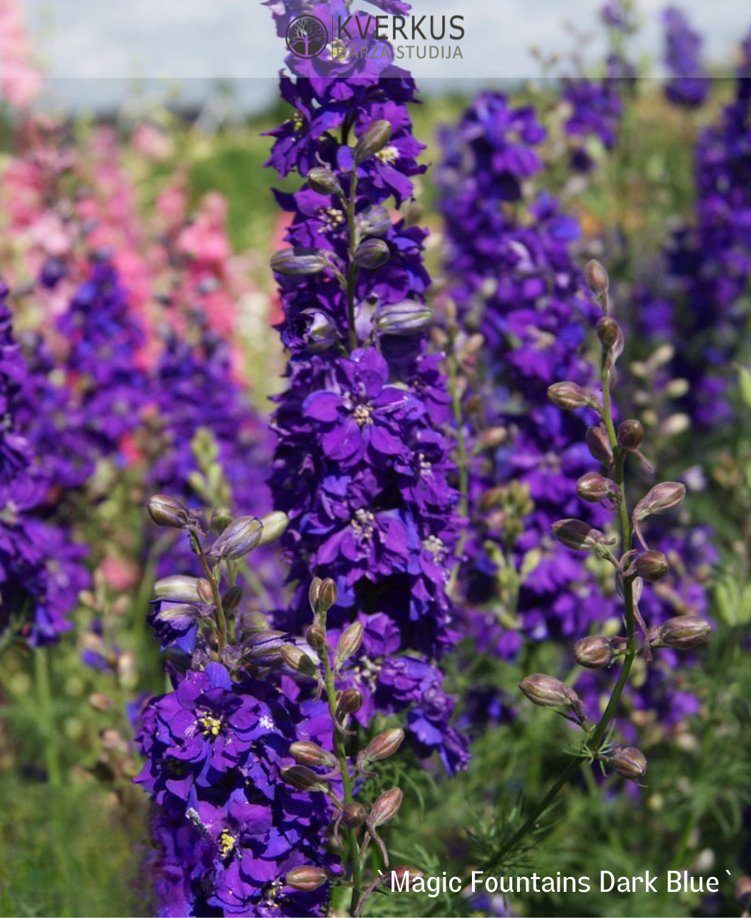 Delfīnija dārza "Magic Fountains Dark Blue"