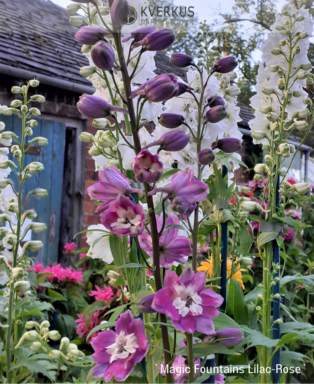 Delfīnija dārza "Magic Fountains Lilac-rose"