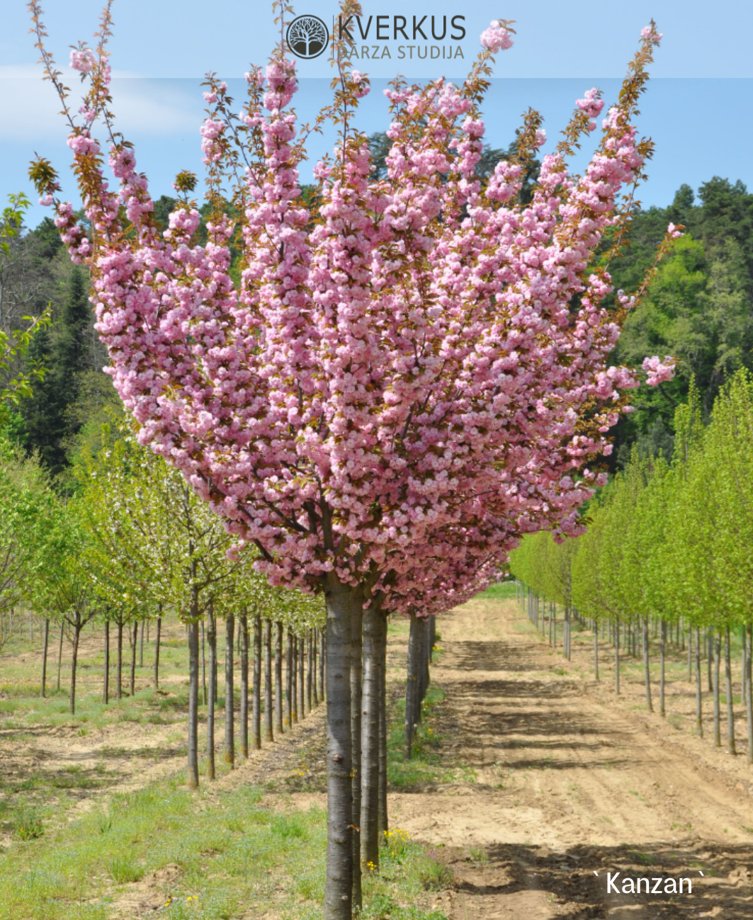 Sakura "Kanzan"