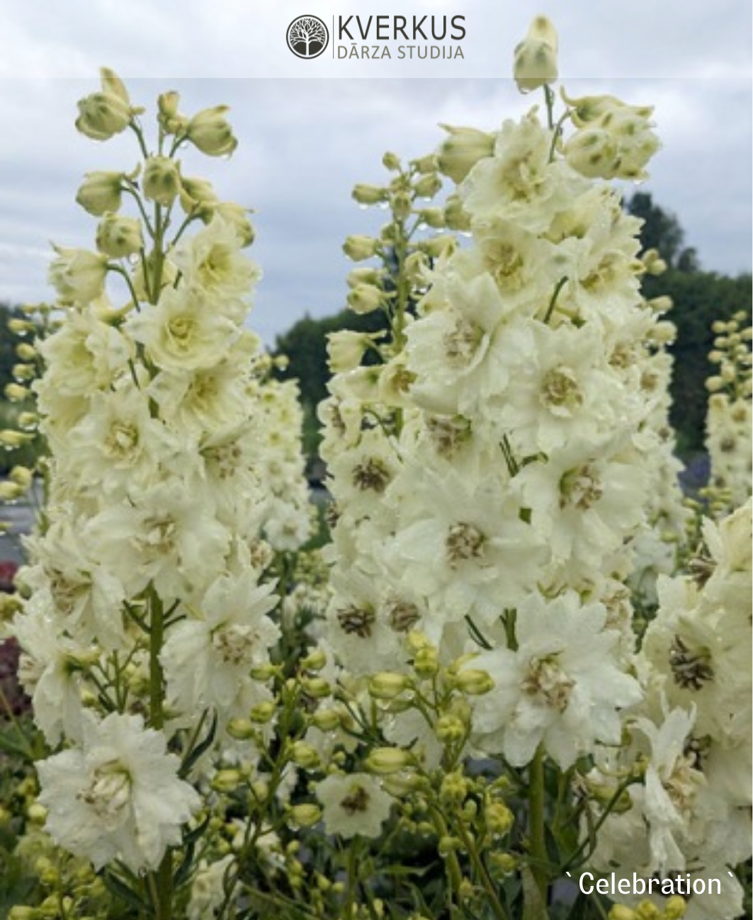 Delfīnija dārza "Celebration"