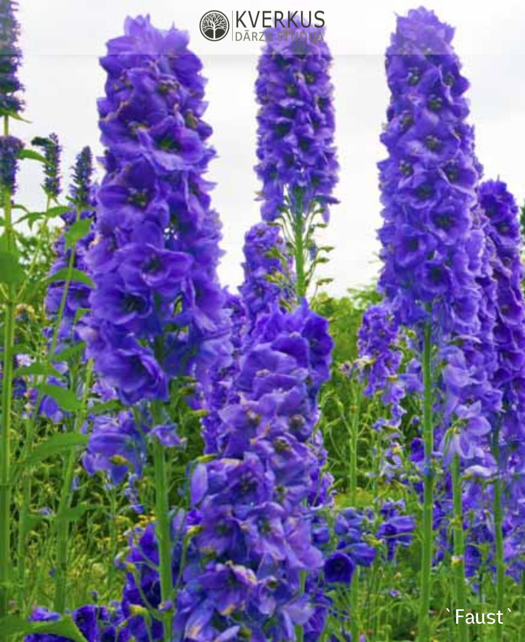 Delfīnija dārza "Faust"