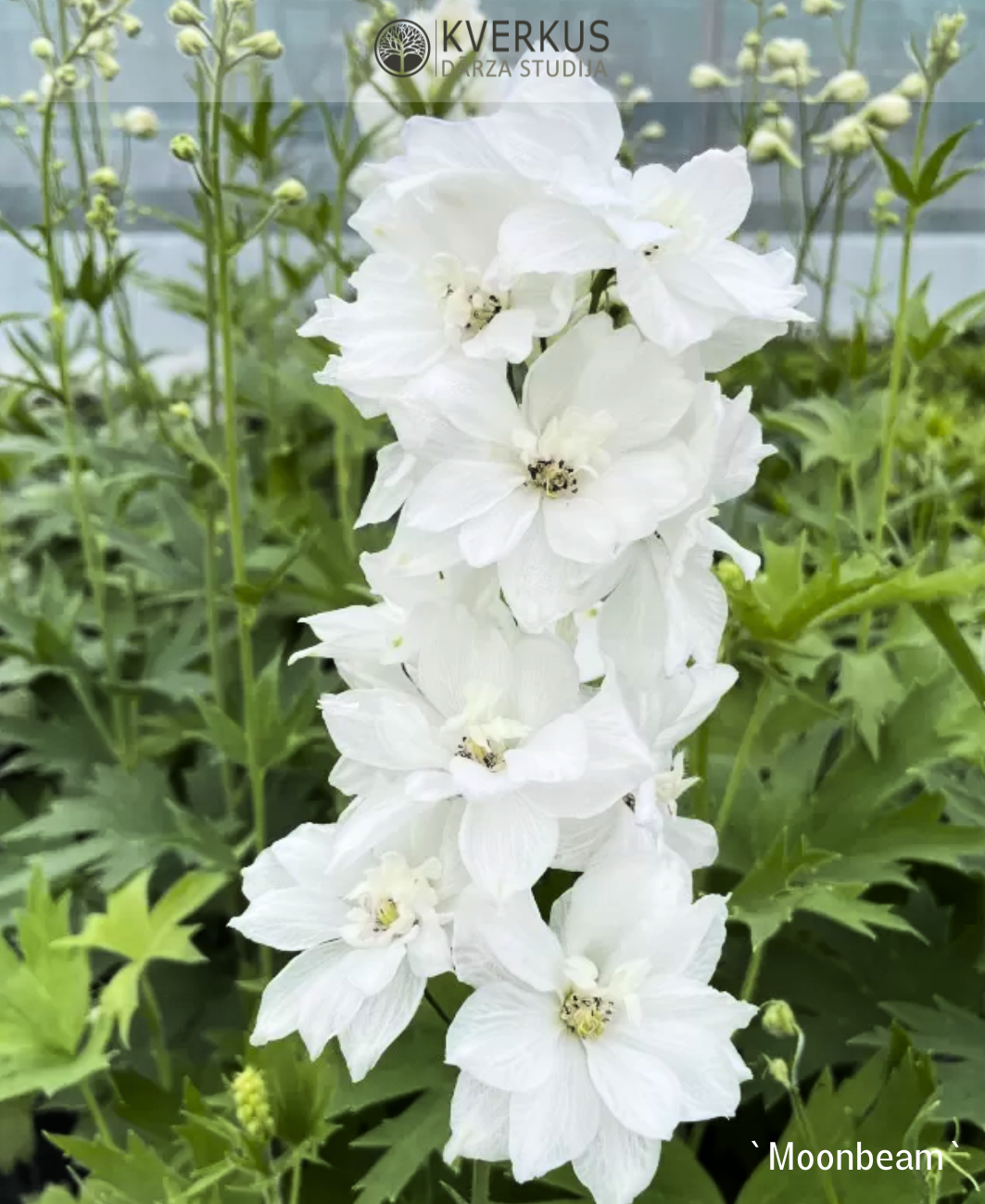 Delfīnija dārza "Moonbeam"