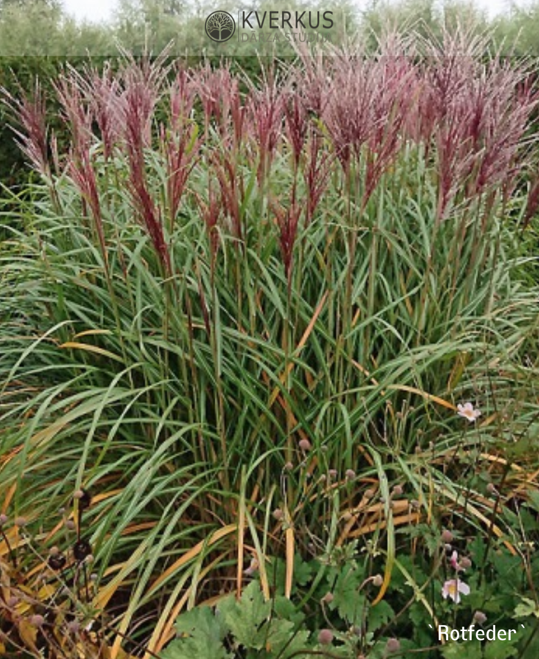 Miskante Ķīnas "Rotfeder"