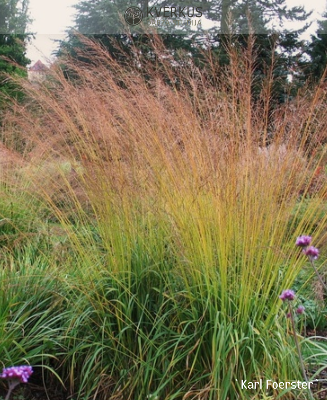 Molīnija "Karl Foerster"