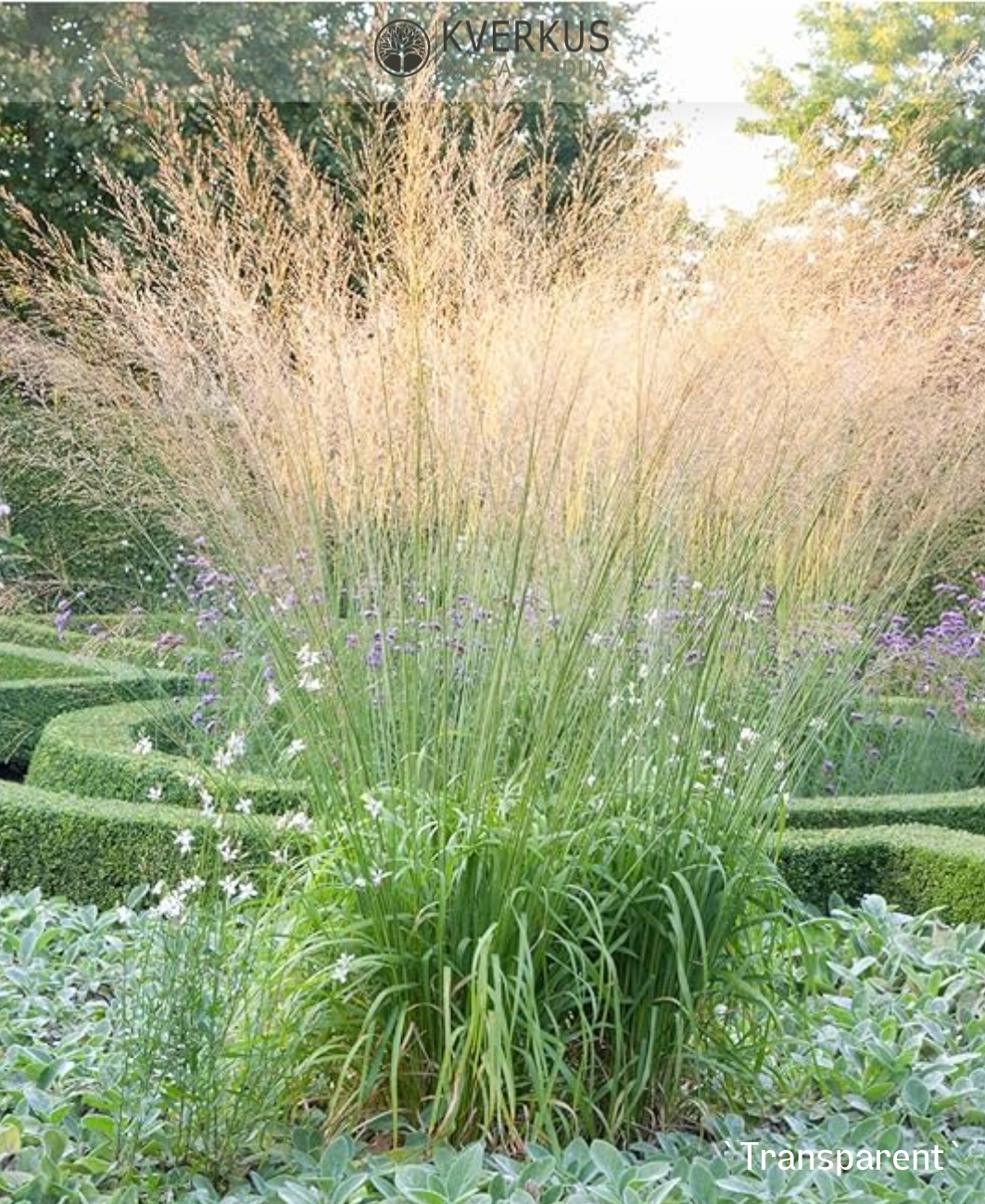 Molīnija "Transparent"