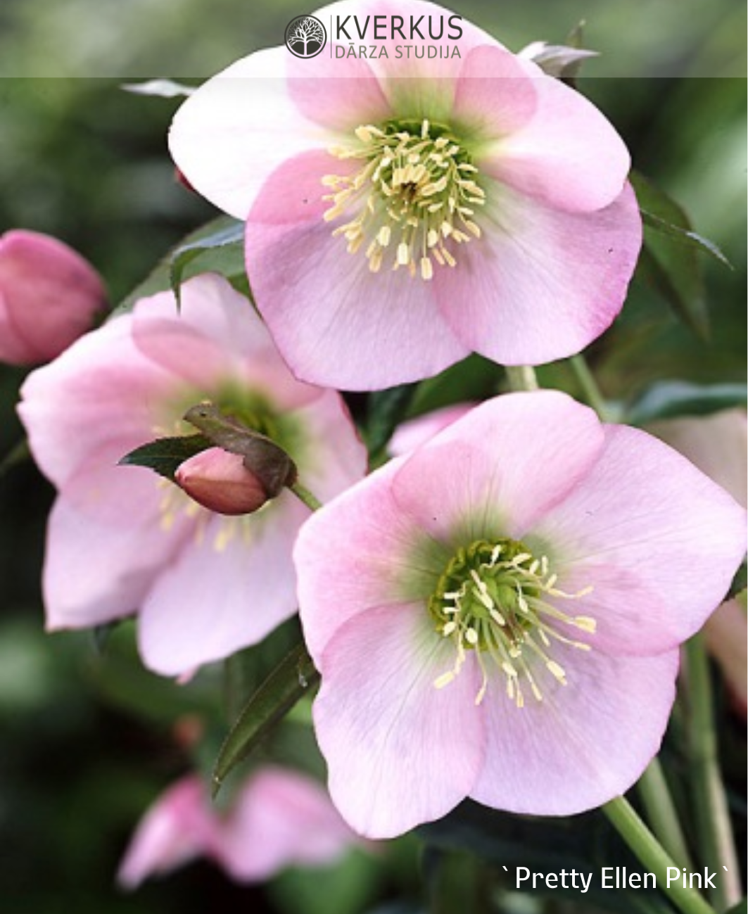 Sniega roze `Pretty Ellen Pink`