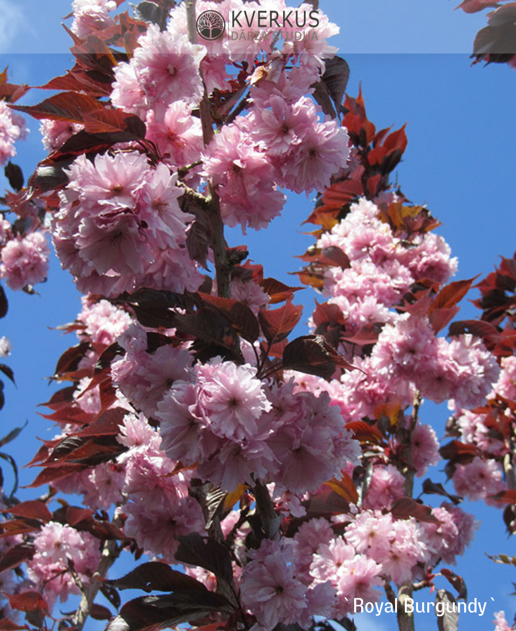 Sakura "Royal Burgundy"