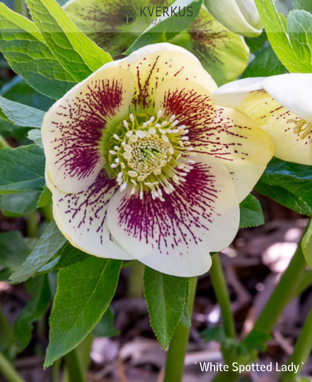 Sniega roze `White Spotted Lady`