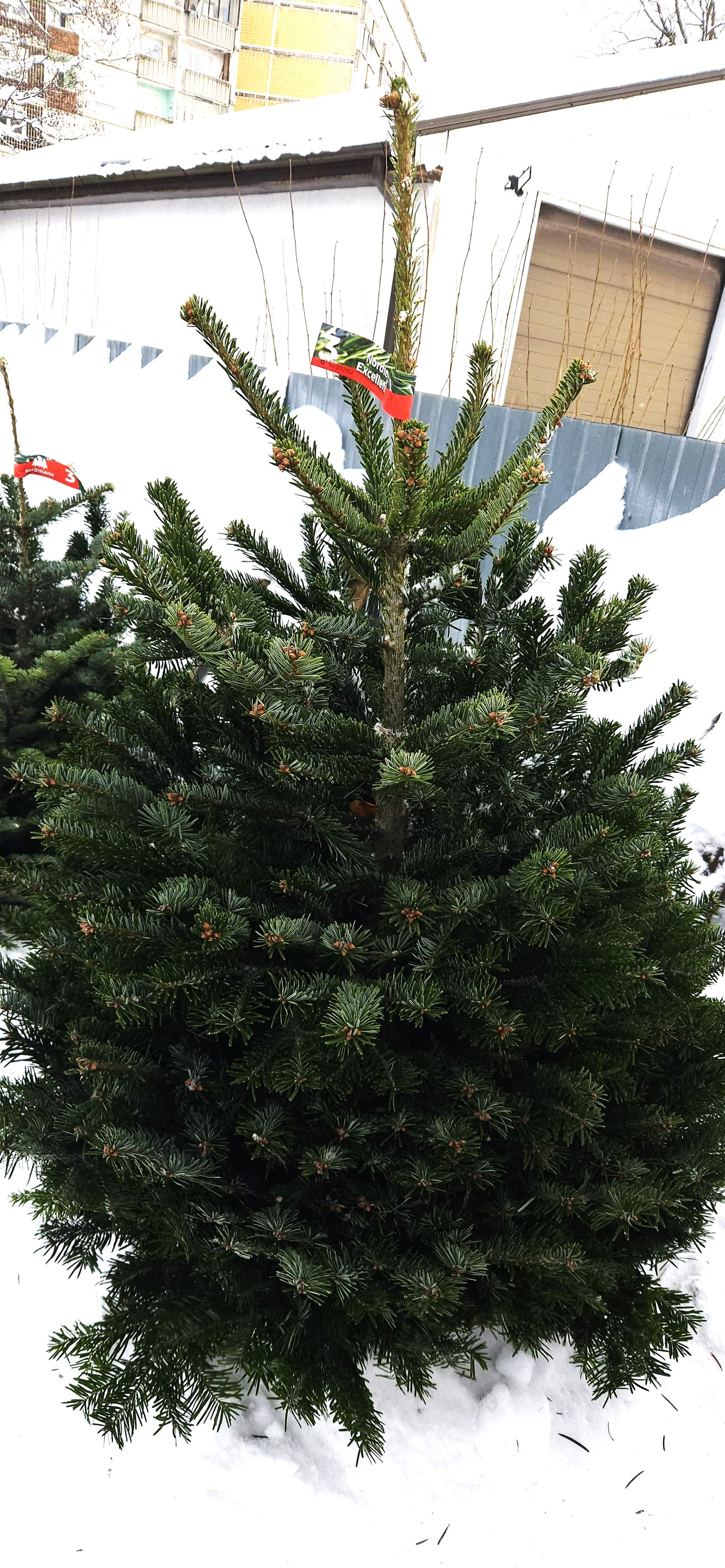 Baltegle PREMIUM 100 - 125 CM