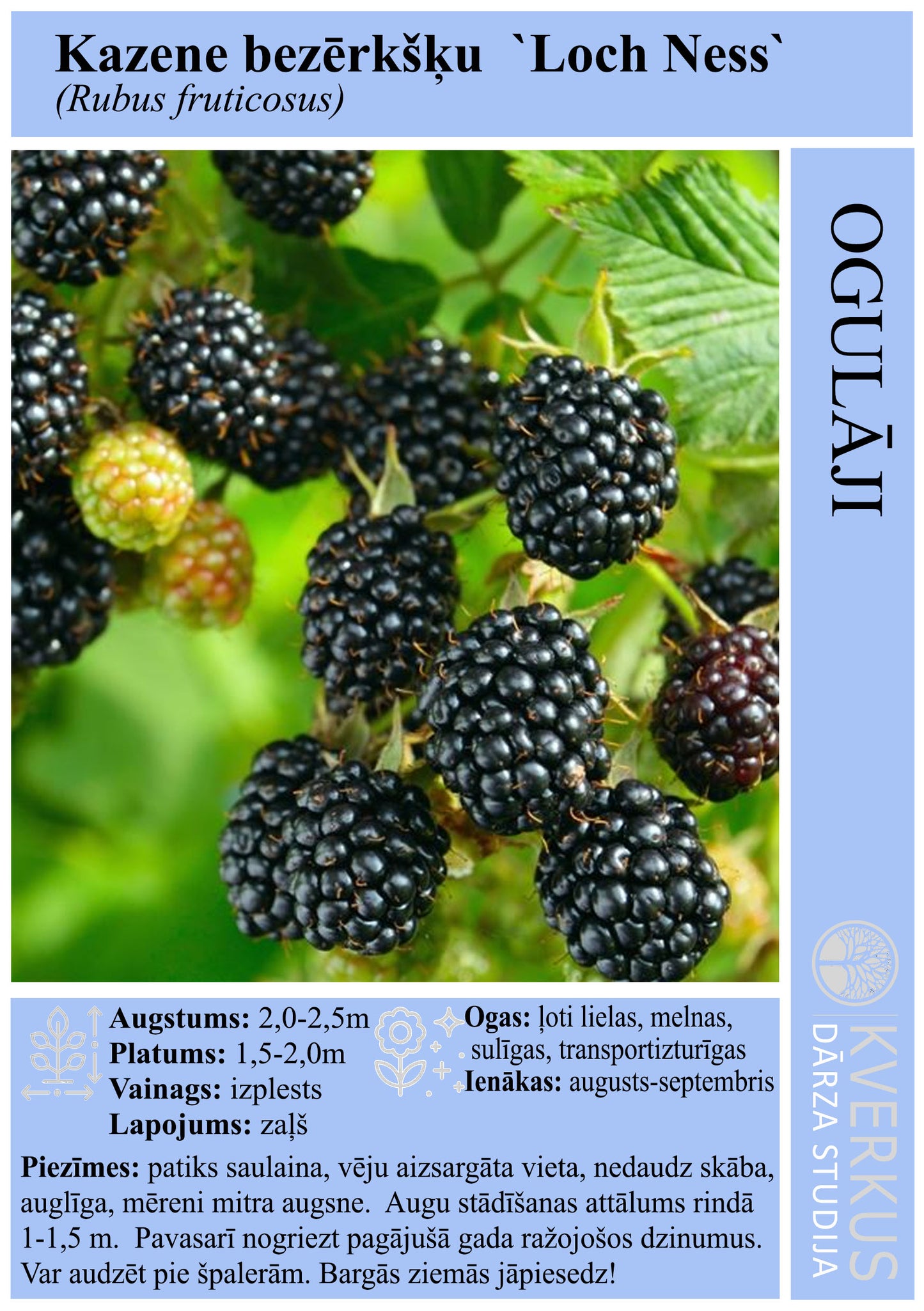 Kazene bezērkšķu "Loch Ness"