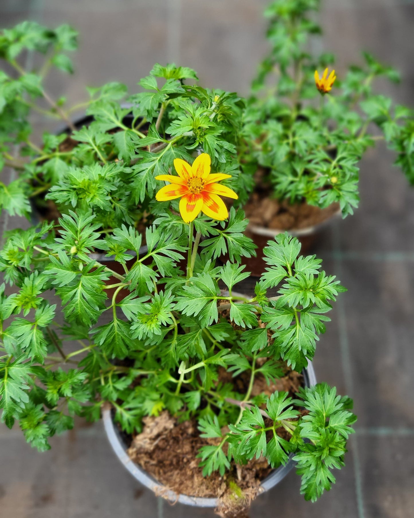 Bidens (sunīši) `POPIDOL` (12 cm podiņā)