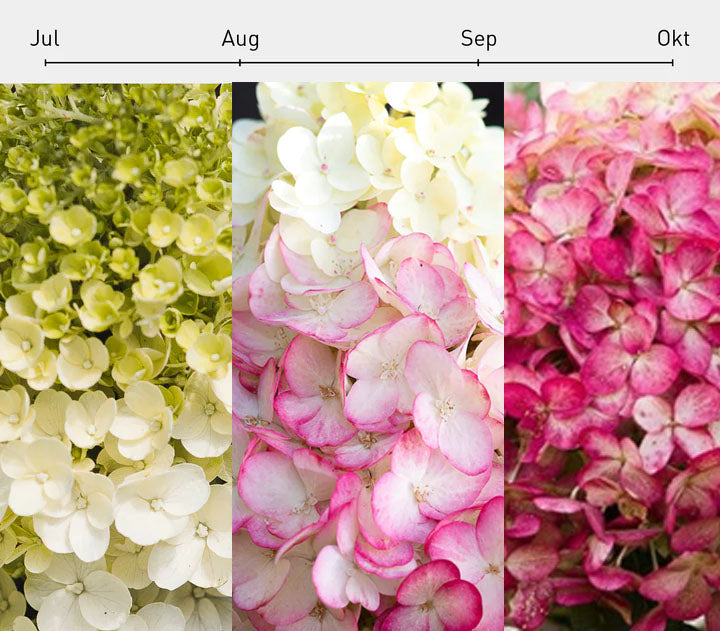 Hortenzija Skarainā "Living Colourful Cocktail"