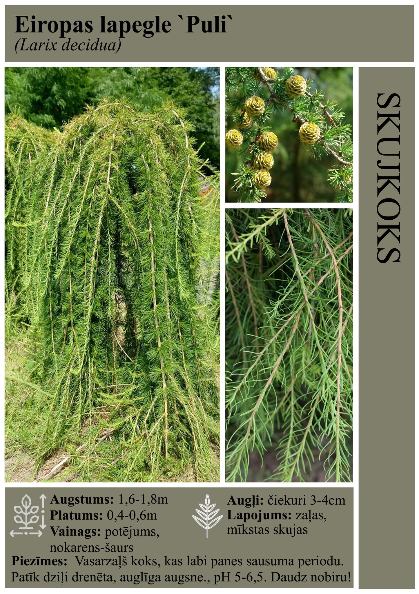 Lapegle Eiropas ''Puli''