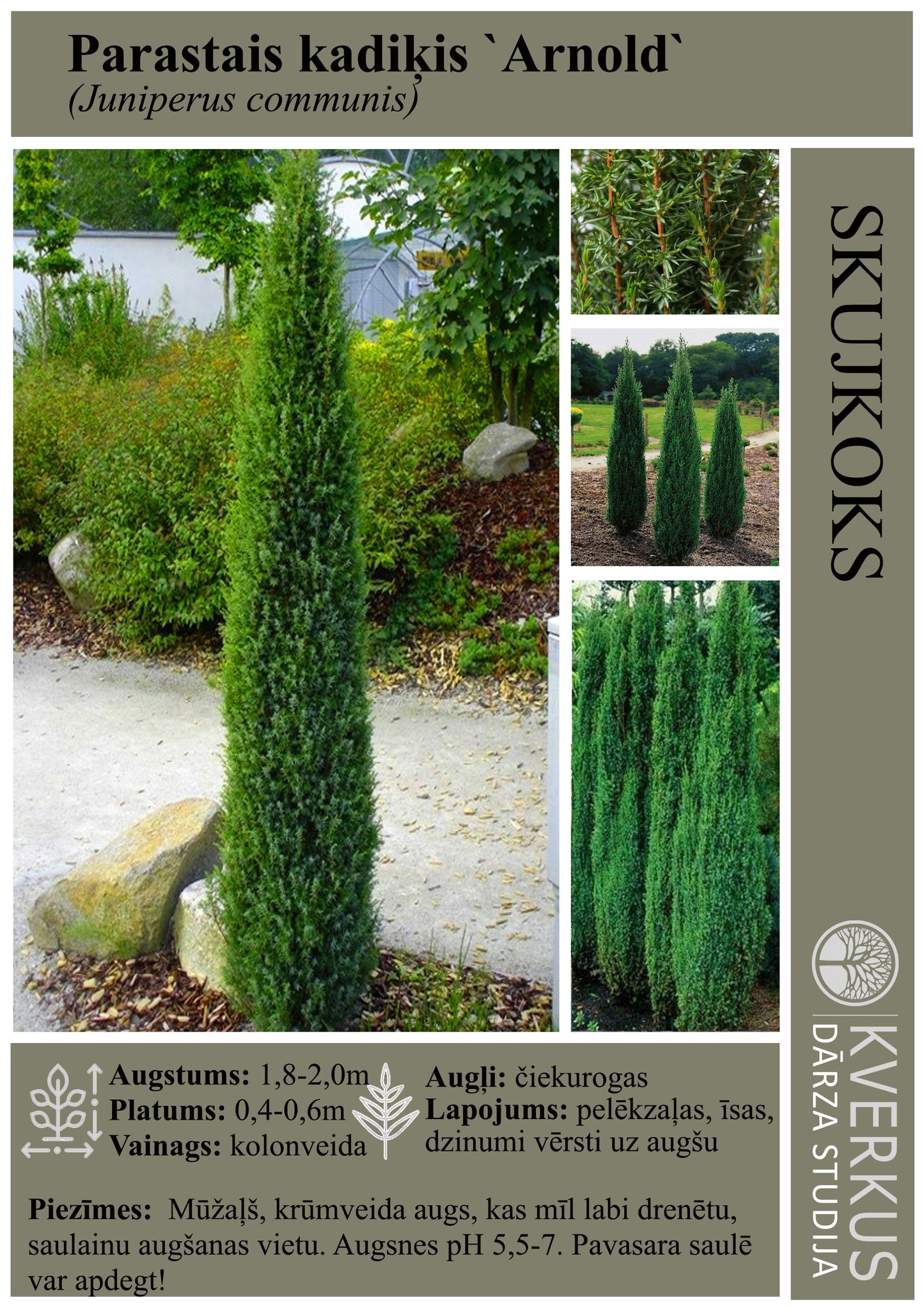 Kadiķis Parastais "Arnold"