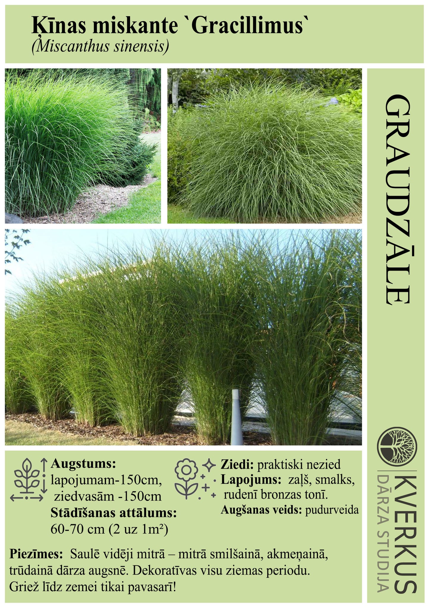 Miskante Ķīnas "Gracillimus"