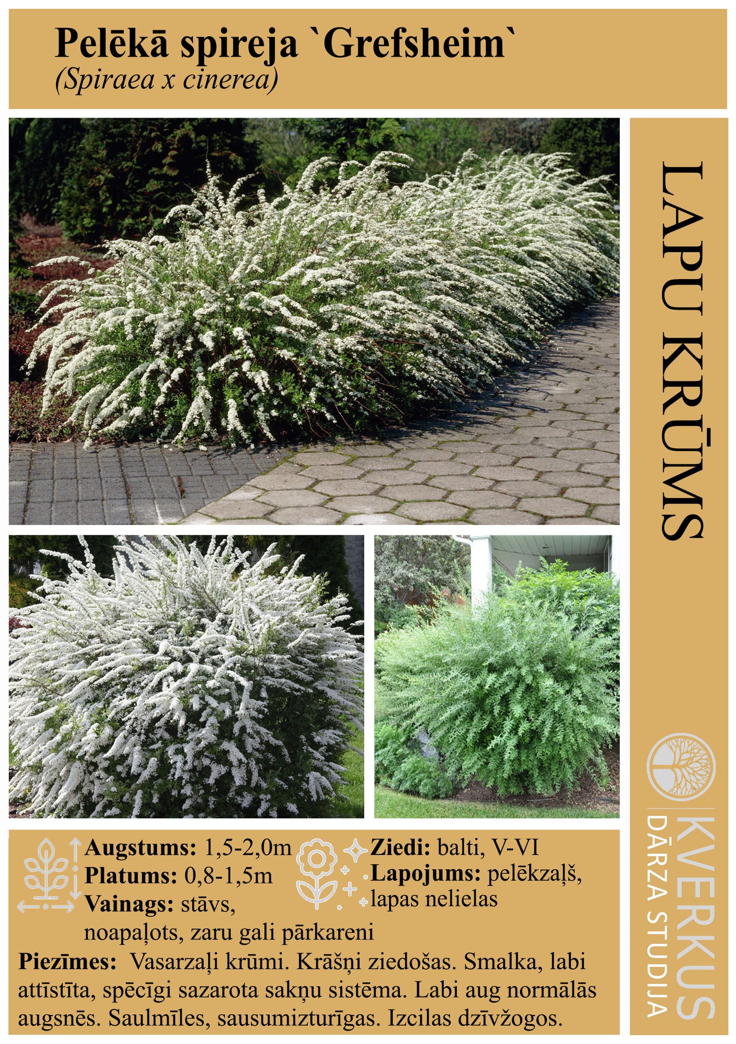 Spireja Pelēkā "Grefsheim"