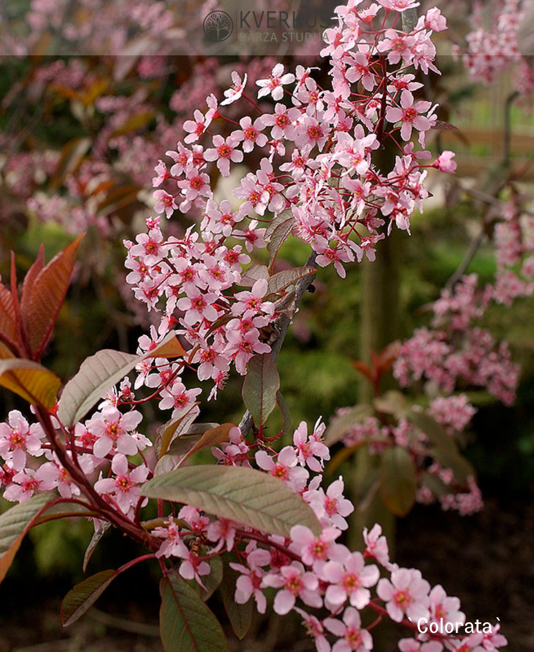Ieva parastā `Colorata`