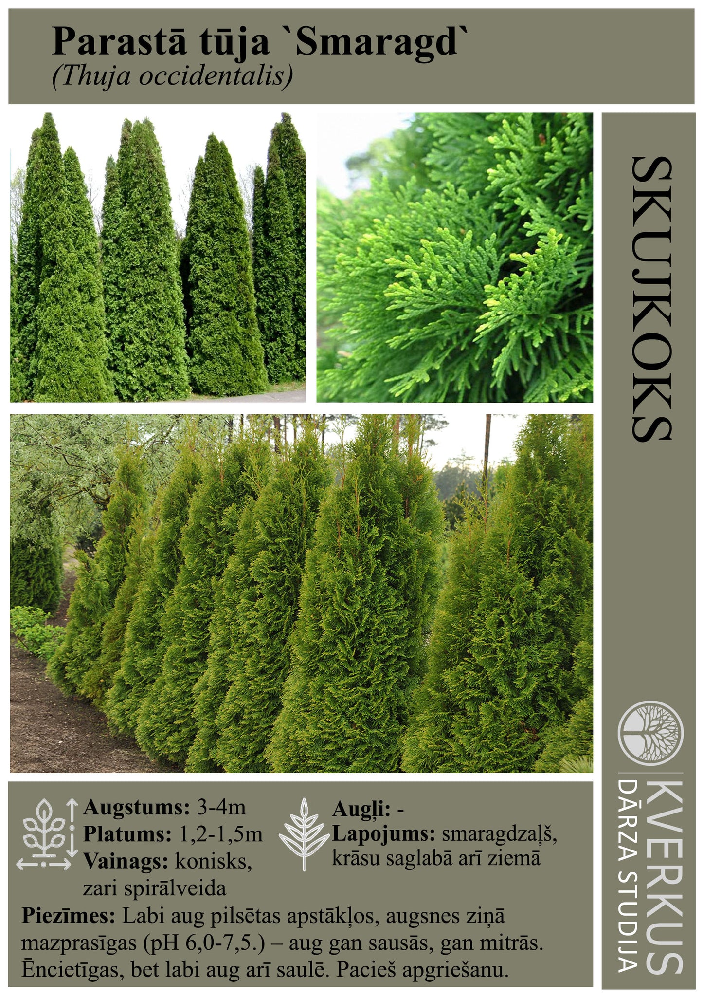 Tūja Parastā "Smaragd"