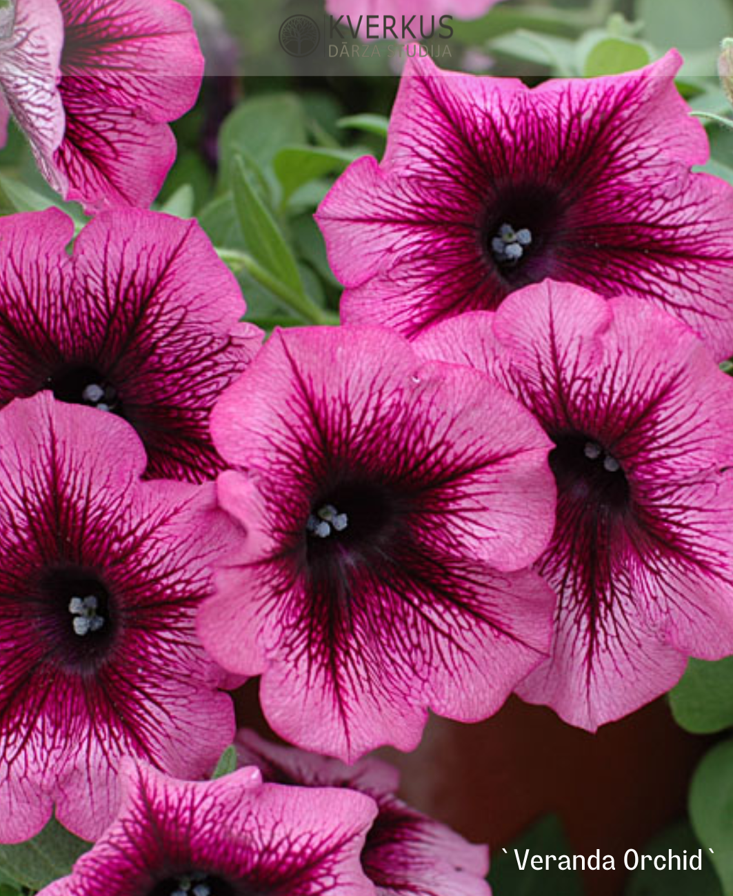 Petūnija `VERANDA ORCHID` (12 cm podiņā)