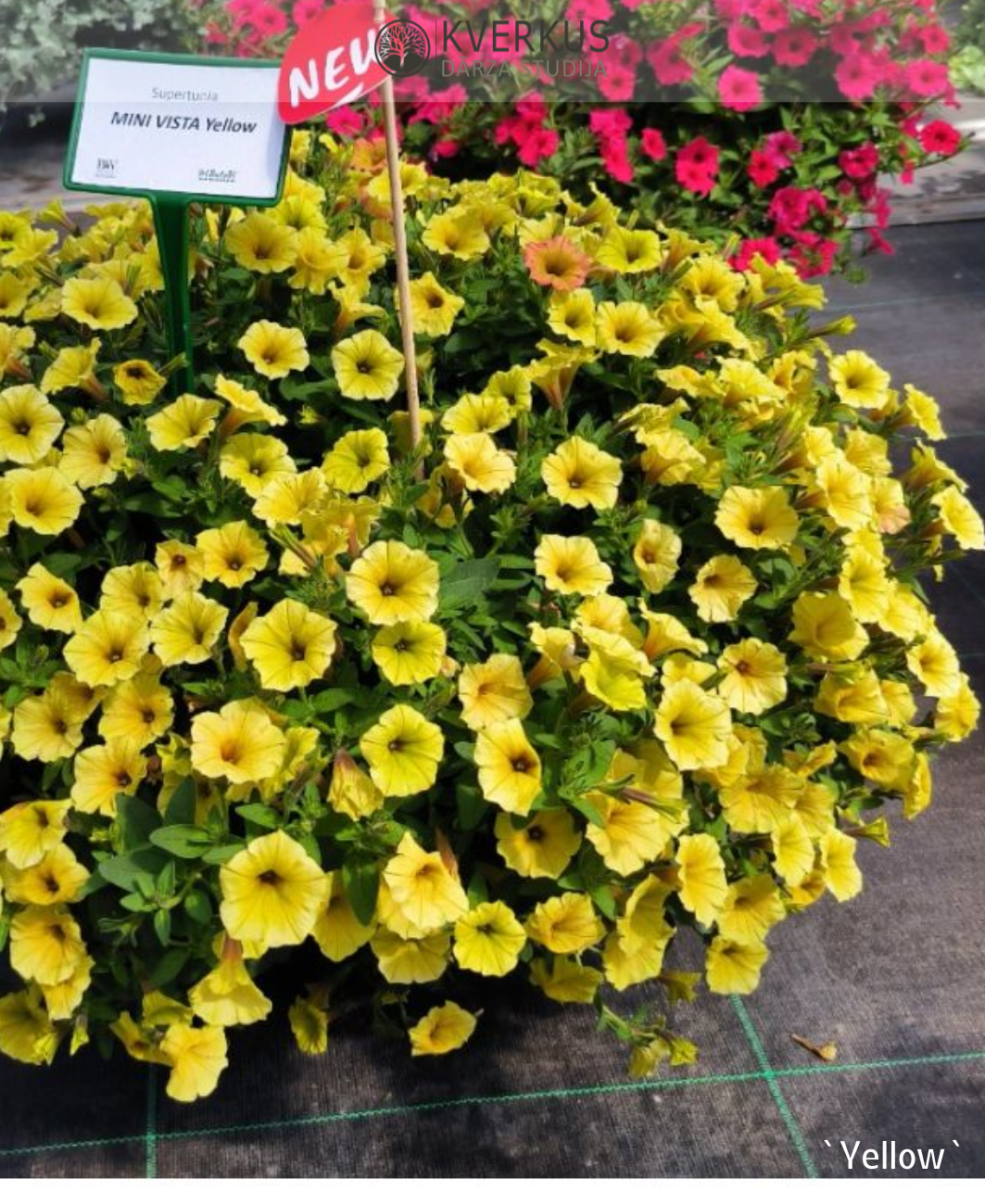 Petūnija MINI VISTA `YELLOW` (12 cm podiņā)