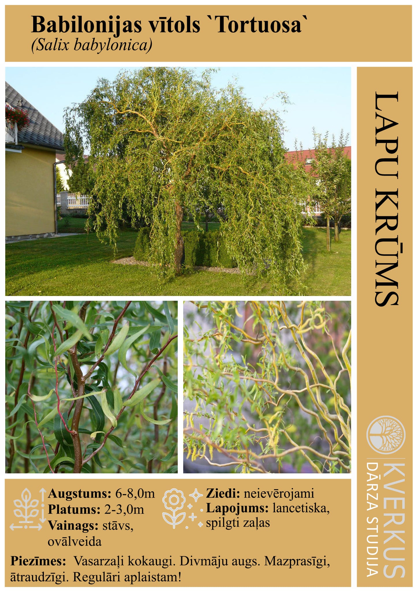 Vītols Babilonijas "Tortuosa"