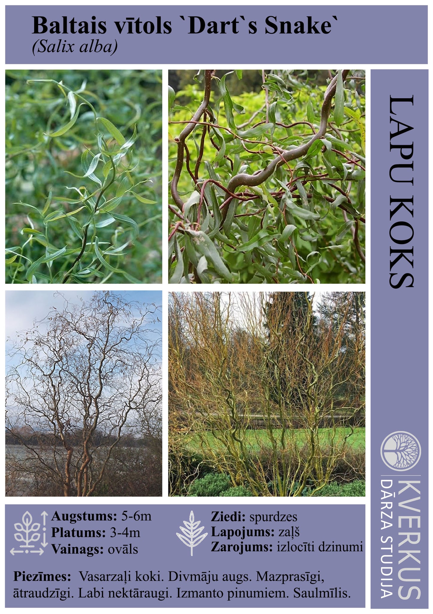 Vītols Baltais "Dart's Snake"