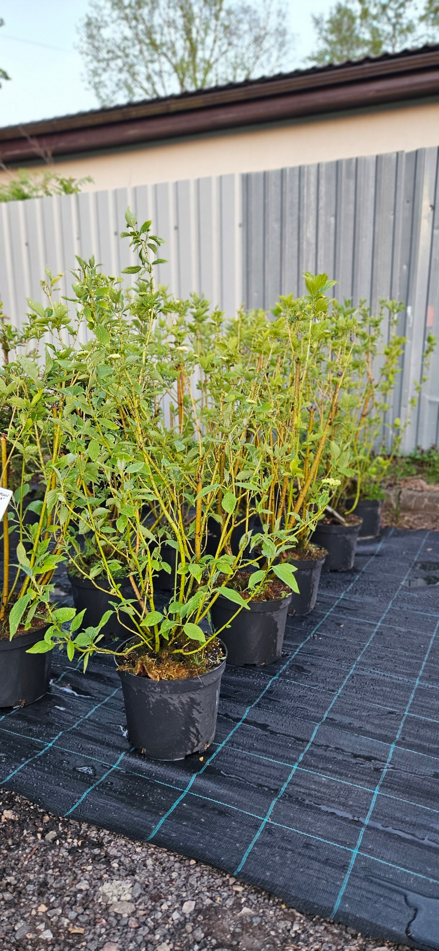 Grimonis Atvasainais "Flaviramea"