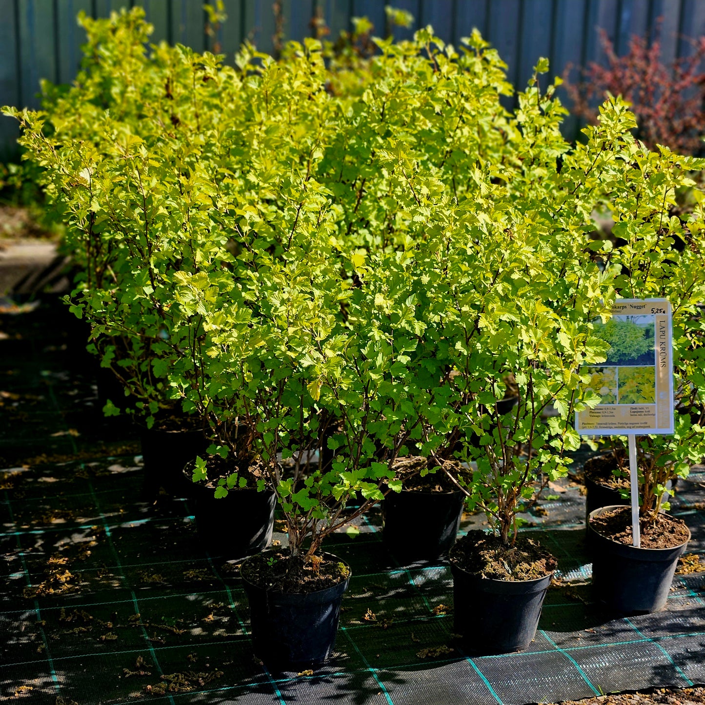 Fizokarps Irbeņlapu "Nugget"