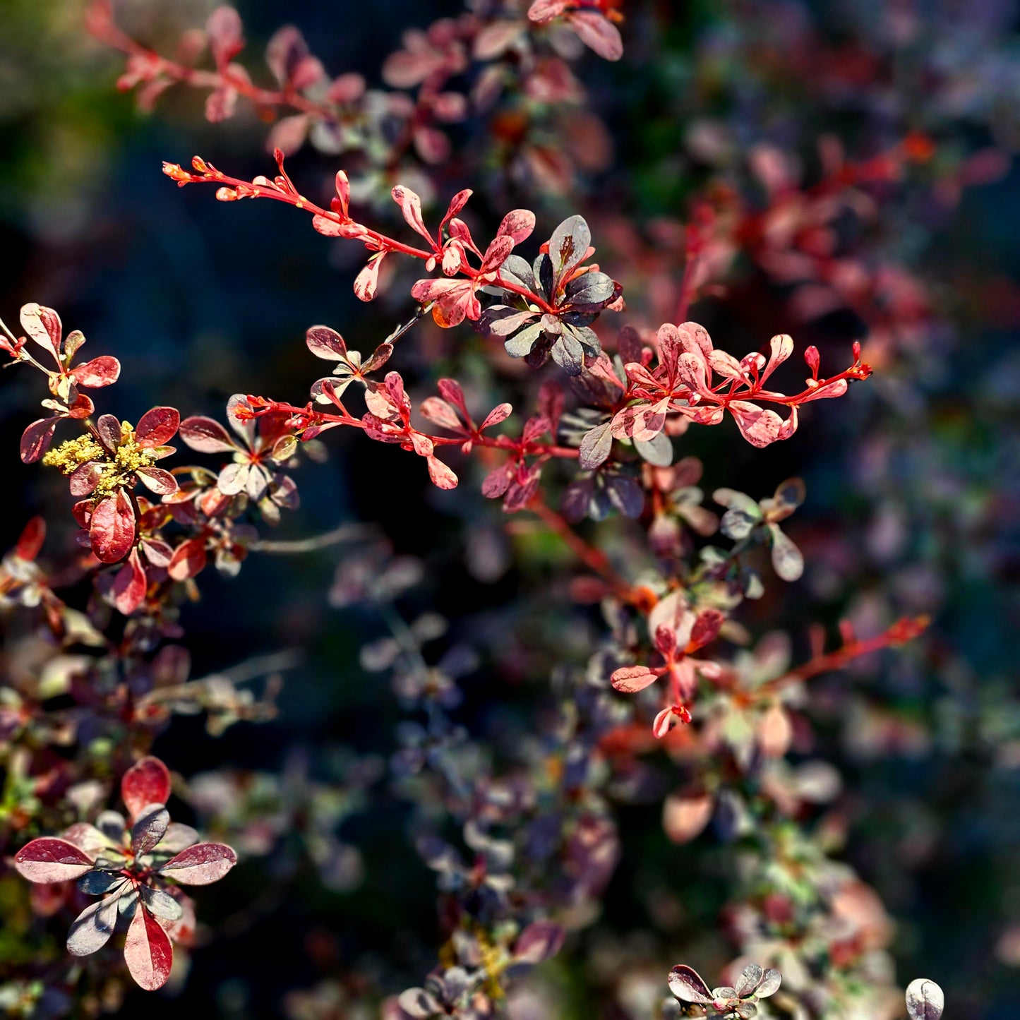 Bārbele Tunberga "Pink Queen"