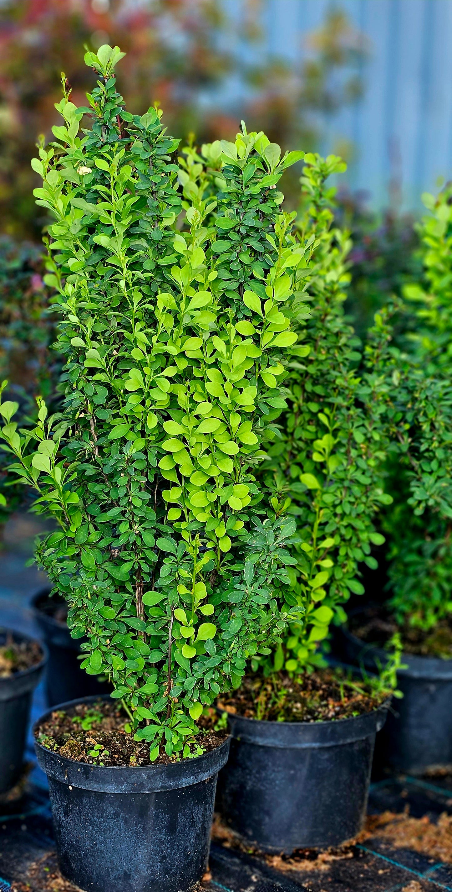 Bārbele Tunberga "Erecta"