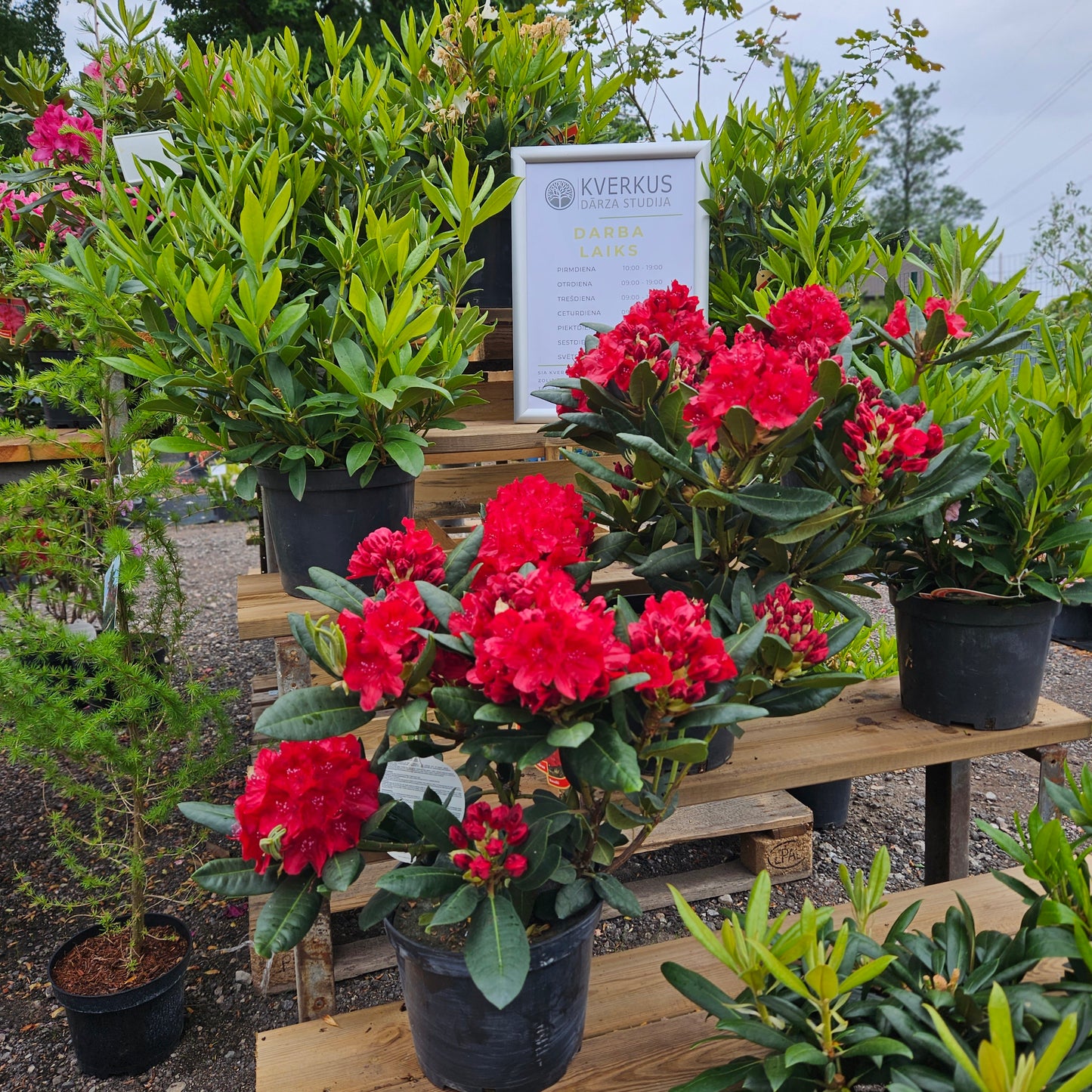 Rododendrs Mūžzaļais "Busuki"