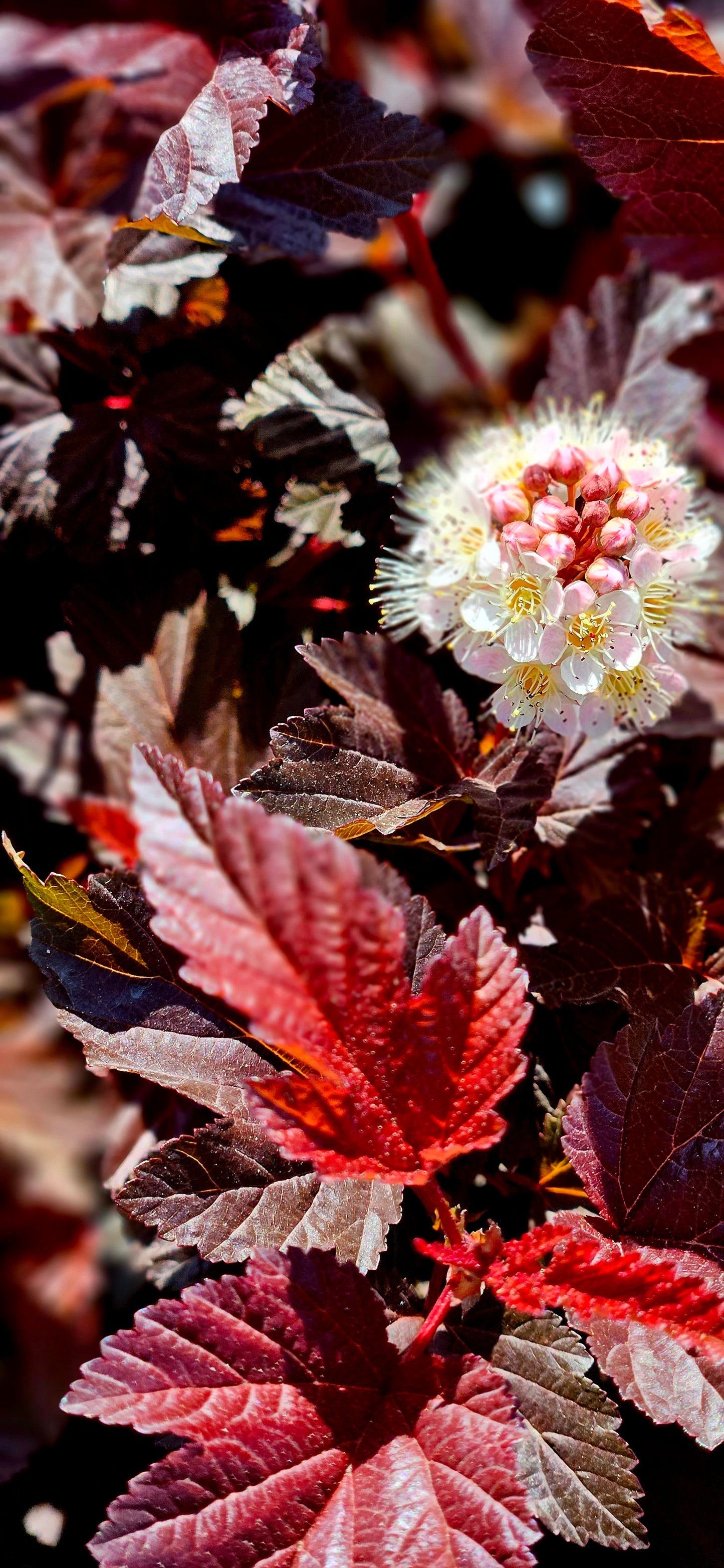 Fizokarps Irbeņlapu "Lady in Red"