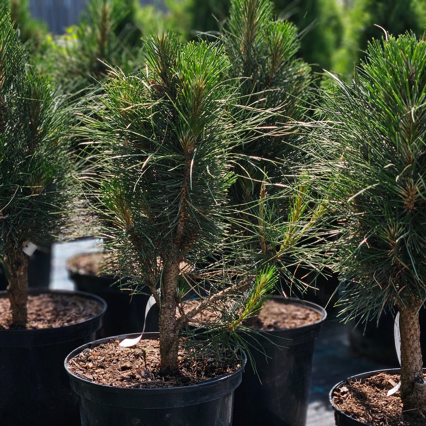 Priede Melnā "Green Tower"