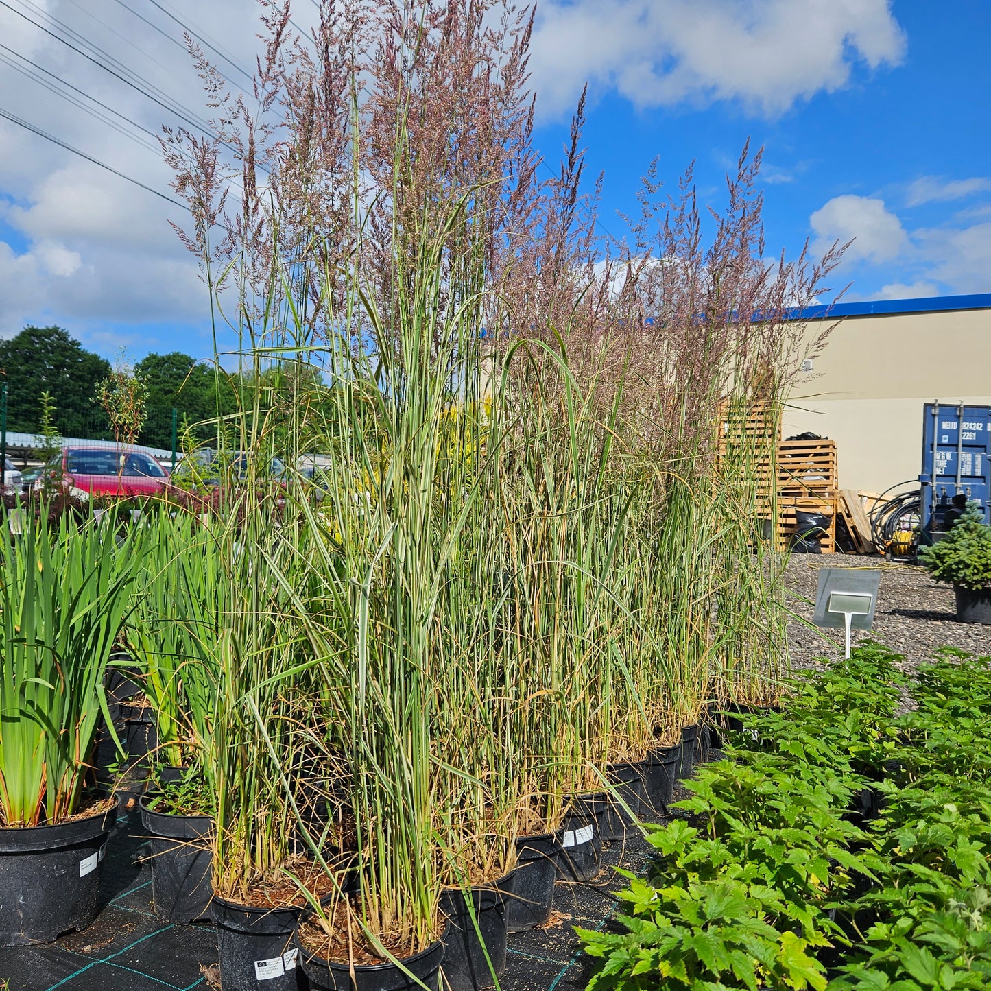 Ciesa Aslapu "Overdam"
