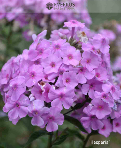 Floksis Skarainais "Hesperis"