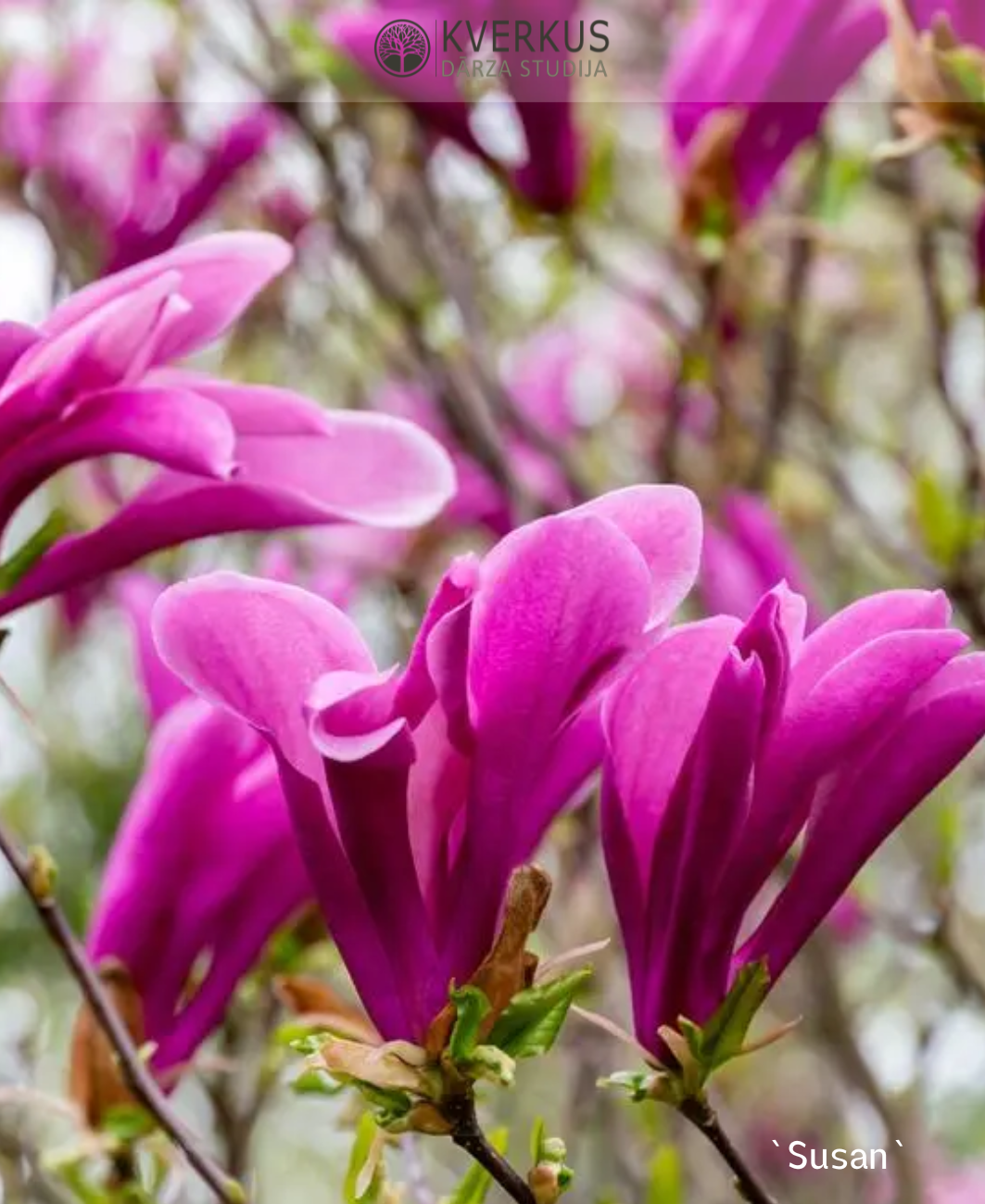 Magnolija "Susan"